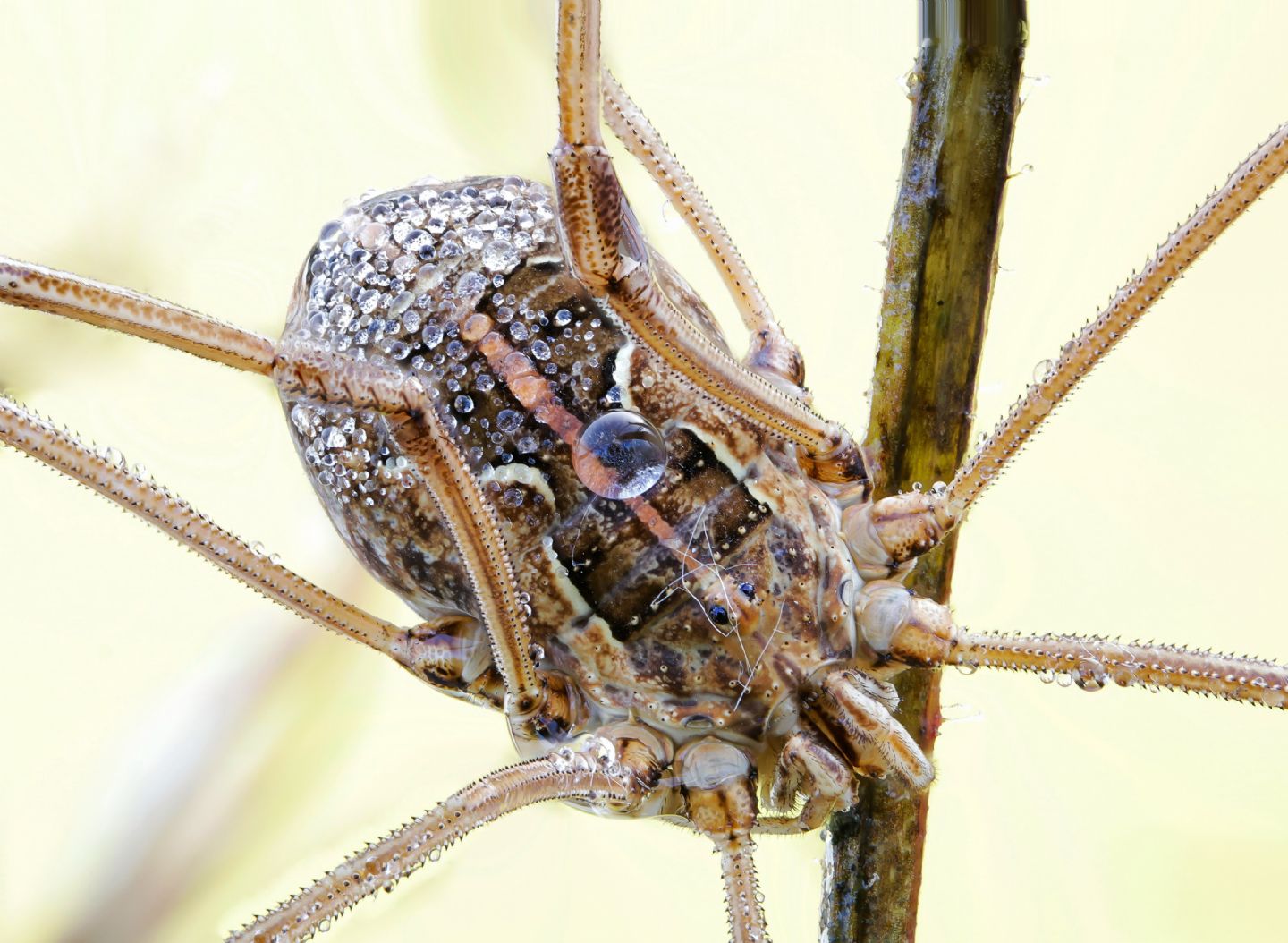 Metaphalangium cirtanum - Phalangiidae